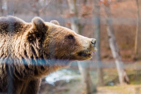 Libearty Bear Sanctuary Face To Face With The Rescued