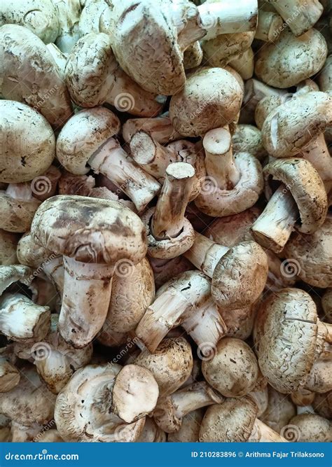 Champignon Mushroom Displayed On A Supermarket Shelf Stock Photo