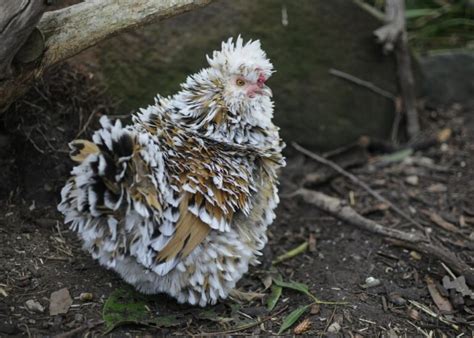 16 Breeds Of Chickens With Funny Hair Animal Hype