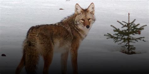 Coyote How To Coexist With Coyotes In Canada S Capital Region