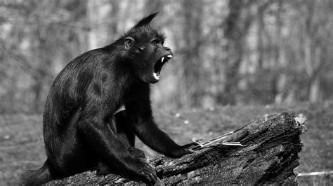 10 modif motor warna hitam putih 2019 kumpulan gambar jual jersey sepeda nalini putih biru hitam putih m. Gambar Hewan Monyet Hitam - Gambar Hewan