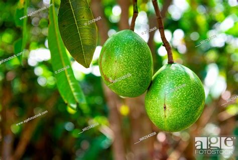 Cerbera Manghas Tropical Evergreen Poisonous Tree Fruits Stock Photo