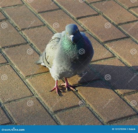 Pigeon Sidewalk Tile In The Park Street Stock Photo Image Of