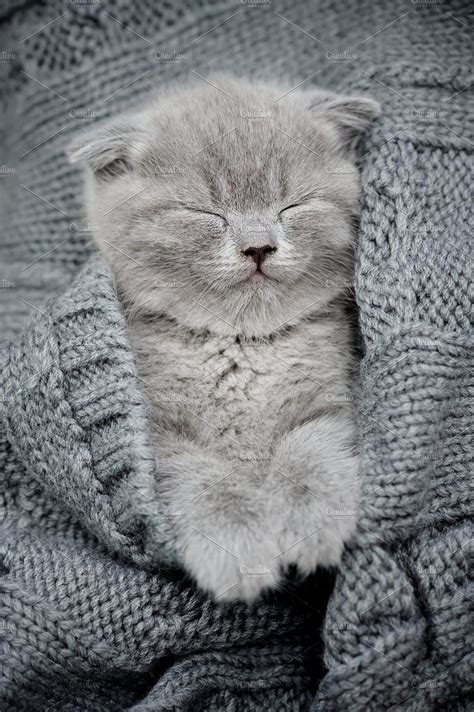 Cute Little Kitten Cute Fluffy Kittens Baby Cats Cute Little Kittens