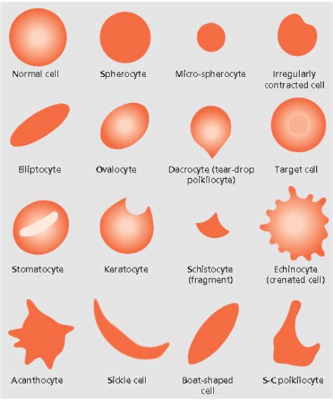 Clinical Lab Scientist Blood Cell Morphology Guide Blood Cell