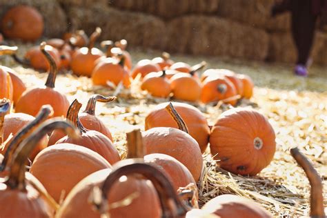 #pumpkin #plant #food #pumpkin #patch #during pumpkin patch during daytime | Pumpkin, Pumpkin ...