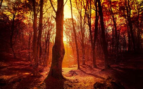 Sun Set Forest Hd