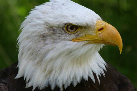 American Eagle · Free Stock Photo