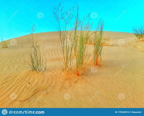 Sand Dunes And Blue Sky In Desert Of Algeria Stock Photo Image Of