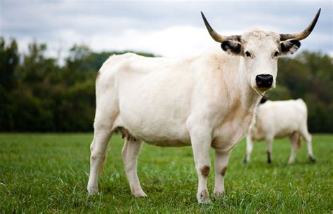 Living Link To Our Distant Past Rare Cattle Breed Could Die Out