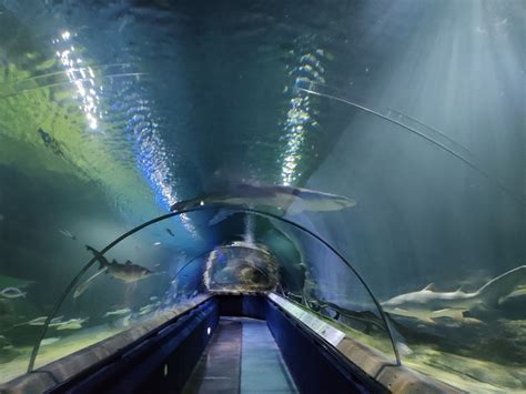Top Things To See In Deep Sea World Edinburgh Aquarium