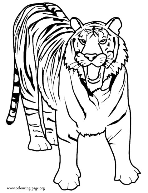 Spice up coloring time with a fun tiger coloring page! Tigers - A big wild tiger roaring coloring page