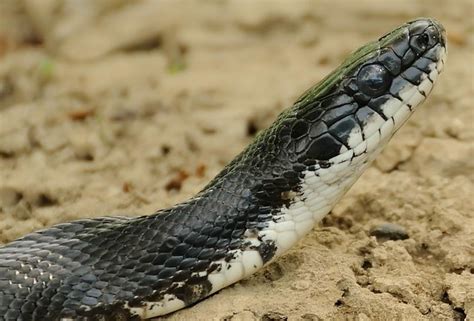 Alabama (46) georgia (45) new mexico (45) california (44) louisiana (44) mississippi (42) missouri (42). The Other Black Snake | Flickr - Photo Sharing!