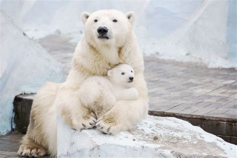 Polar Bear Cub Nestled With Mother Will Fill Your Heart With Warm Fuzzy Feelings Photos