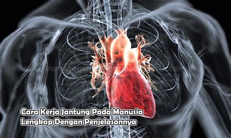 Cara Kerja Jantung Pada Manusia Lengkap Dengan Penjelasannya Blog
