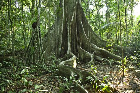 El Bosque Tropical Y La Selva Amazónica Envol Vert