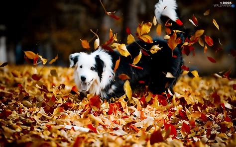 Autumn Dog Wallpapers Wallpaper Cave