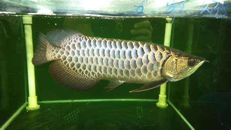 Mengenal base warna super red arwana getting to know your super red arowana base color. 먹방)최상급 블루베이스 과배금용( malaysian golden arowana blue base ...