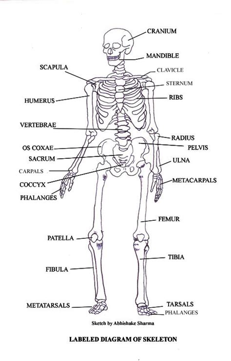 Labeled Human Skeleton Diagram