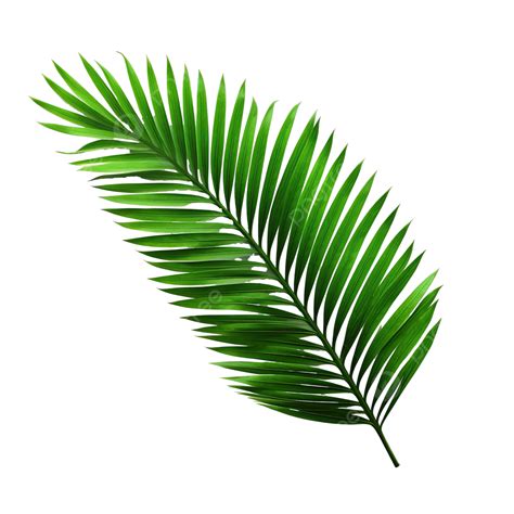 Green Tropical Branch Palm Leaf With Shadow Png File Palm Coconut