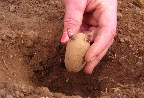 Peut On Manger Une Pomme De Terre Germée - Planter les pommes de terre | Gamm vert