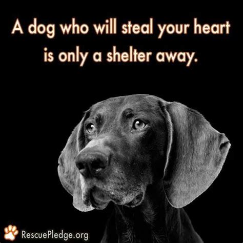 Please Adopt So Many Beautiful Loving Pets Need Forever Homes Dogs