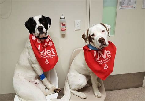 Your Pet Can Give Blood Too And Donations Are Badly Needed