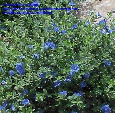 Evolvulus glomeratus 'blue daze' family: PlantFiles Pictures: Evolvulus, Blue Daze, Hawaiian Blue ...