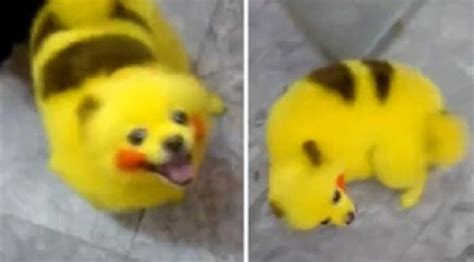 Cão é pintado para ficar igual ao Pikachu e gera revolta na web