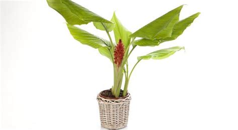 Comment Planter Et Cultiver Le Curcuma Curcuma Plante Planter Des
