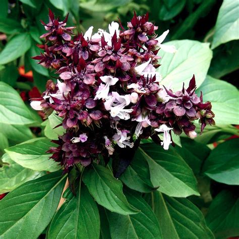 Siam Queen Basil Herb Plants For Sale Growjoy Inc