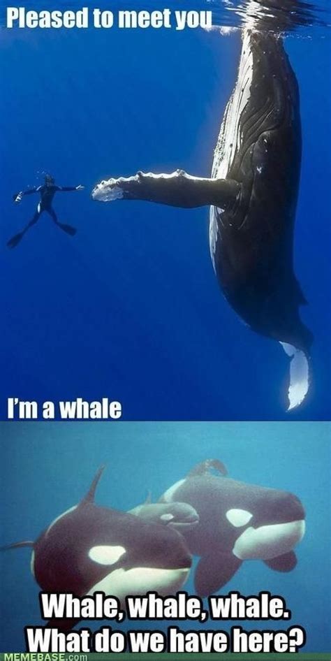 Oh Whale Guess Whale Never Know Whale Oh Whale The Funny
