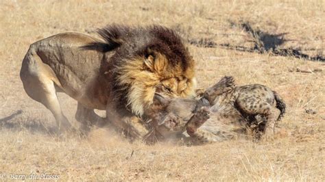 Graphic Content Lion Attacks Injured Hyena Africa Geographic