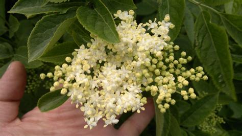 Elder Tree Elderflower And Elderberry Identification Edibility And