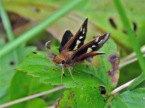 Zabulon Skipper Butterfly