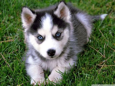 Cute Husky Wallpapers Wallpaper Cave