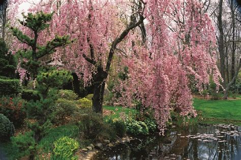 When To Plant Cherry Blossom Trees Choosing A Location For Cherry