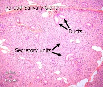Salivary Gland Histology Parotid Gland Labels Histology Slide