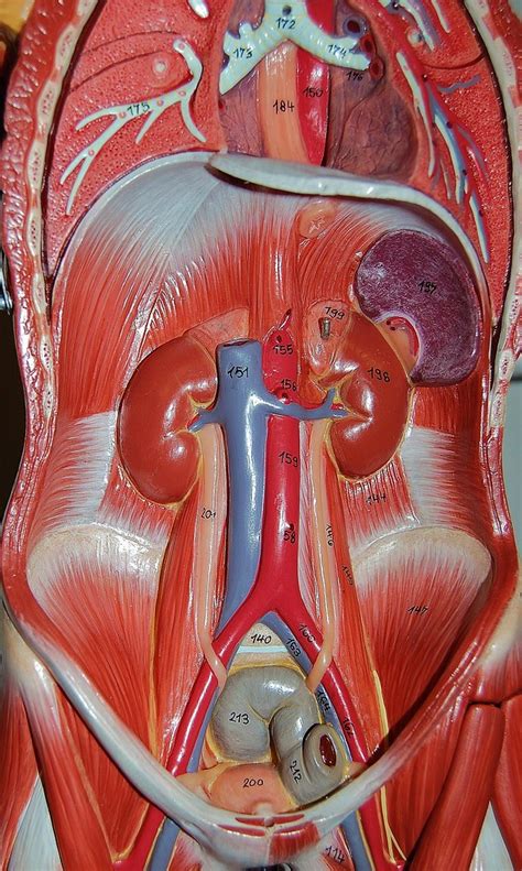 Internal Abdominal Anatomy