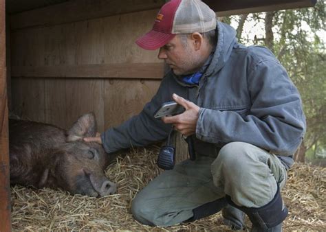 From the opening minutes of the biggest little farm, john chester makes it clear his utopian vision is going to fail. Review: 'The Biggest Little Farm' an epic film of life and ...