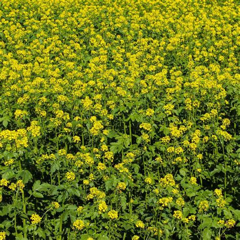 White Mustard Seeds For Cover Crops