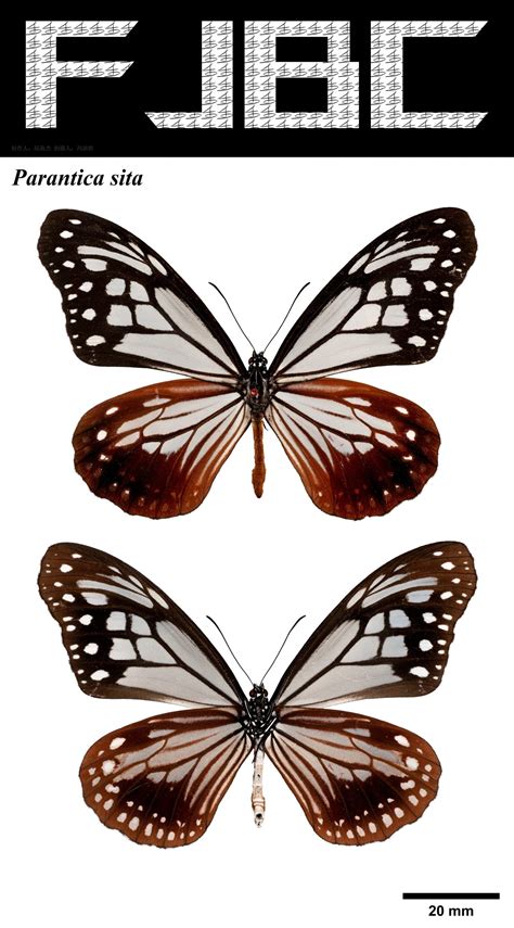 大绢斑蝶 Parantica sita - 积分昆虫学标本照片库