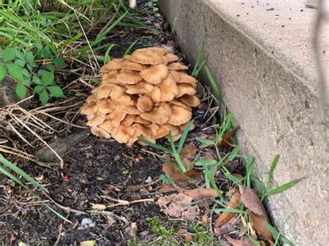 Do You Have These Mushrooms In Your Yard