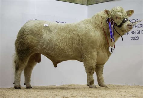 Charolais bull takes top honours at Thainstone