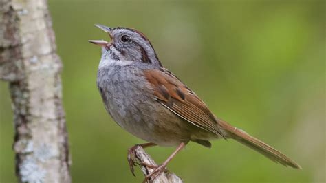 American Swamp Sparrows Have Sung The Same Song For 1000 Years