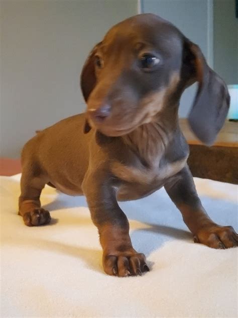 If you are looking to adopt you will find dachshund dogs for adoption and puppies for sale under the listings here. Dachshund Puppies For Sale | Colorado Springs, CO #326409