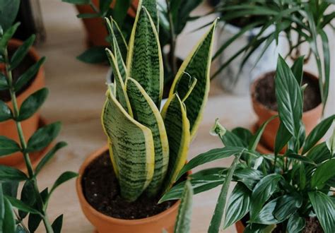 Chinese evergreen plants are easy to grow and are among many indoor plants that do not require sunlight. Indoor Plants That Need No Sunlight • Confessions of an ...