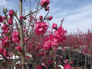 Greenleaf Nursery OK Customer Service: Peaches and Cream ...