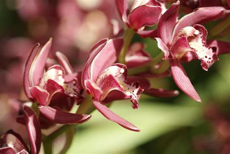 HOA PHONG LAN VIỆT VIETNAM ORCHIDS About Cymbidium Orchids Only Alice Hoa lan Hoa