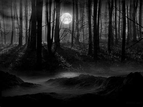 Download Dark Night In Dense Woods Wallpaper